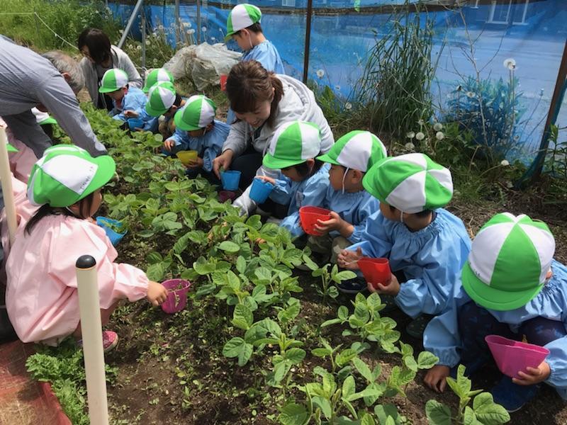 畑で雑草取り♪